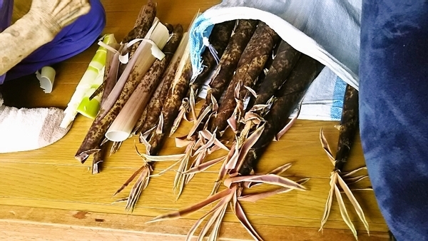 ootaki-madake1.jpg