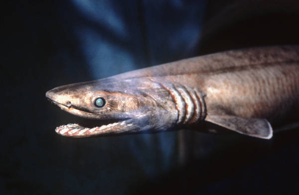 深海サメのラブカx640.jpg